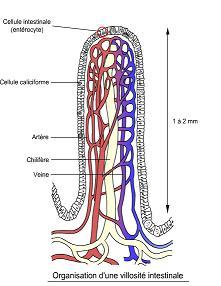intestin cellules